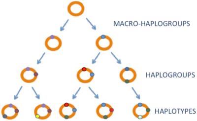 Oldies but Goldies mtDNA Population Variants and Neurodegenerative Diseases